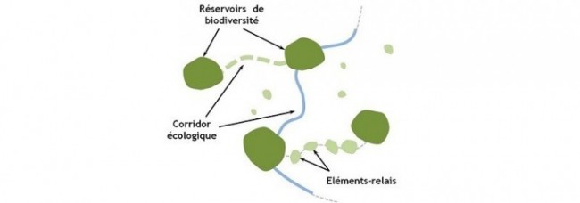 Sch�ma des composantes d�une Trame Verte et Bleue (source : Biotope)